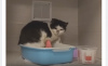 Наши котики в клинике 