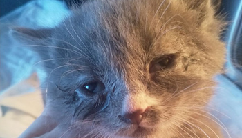 Котятам нужна помощь