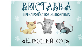 Приглашаем на выставку-пристройство «Классный кот»