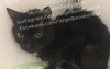 Коту нужна передержка или дом