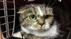 Коту нужна передержка или дом
