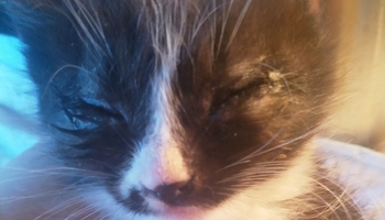 Котятам нужна помощь;